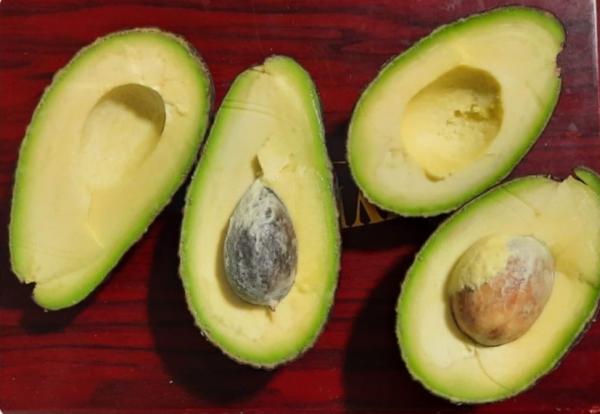 Vendo Palta Hass 