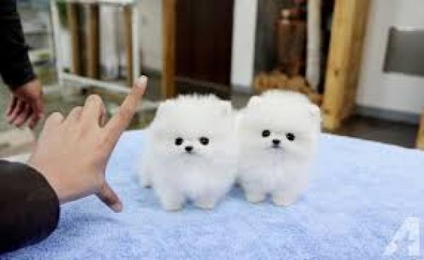 CACHORROS DE POMERANIA PARA TU HOGAR