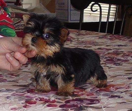 CACHORROS YORKIE TERRIER EN ADOPCIÓN