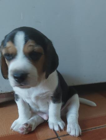 HERMOSO CACHORRO BEAGLE