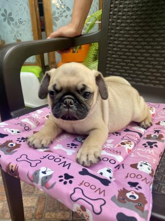 PUG HERMOSO CACHORRO 