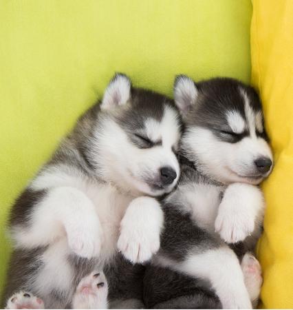  CACHORROS HUSKY PARA TU HOGAR