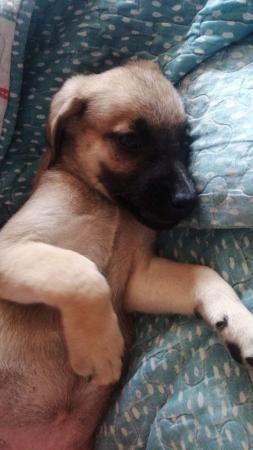 REGALO 2 CACHORRITOS