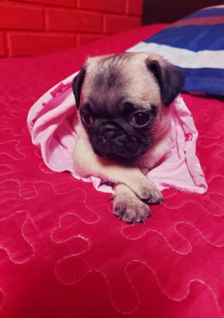 HEMBRAS PUG