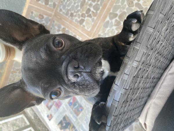 BULLDOG FRANCÉS 