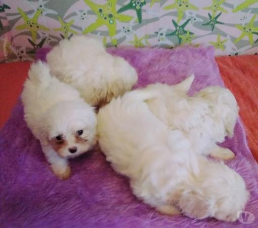 CACHORROS BICHON MALTÉS 