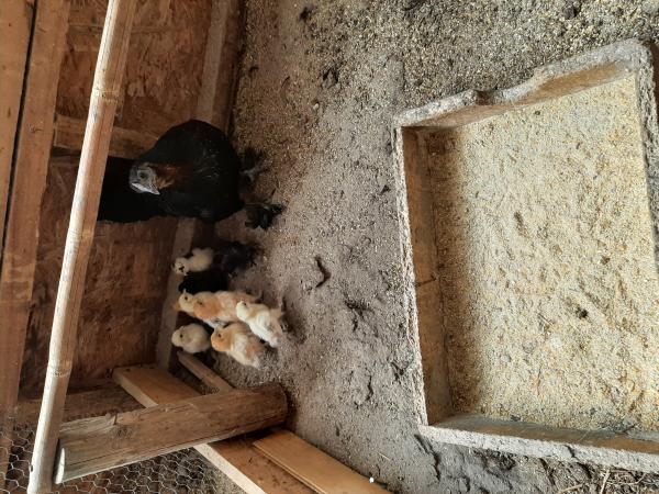 GALLINAS CON POLLITOS 