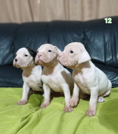 PERROS BOXER 
