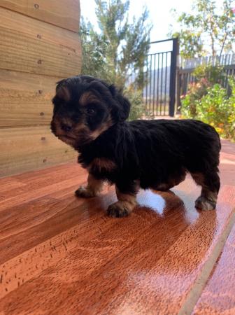 POODLE MEDIANO
