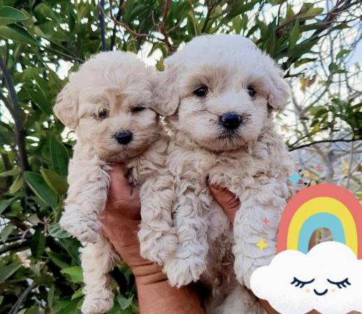 POODLE TOY MACHO Y HEMBRA PAGA CON TARJETA DE CRÉDITO 