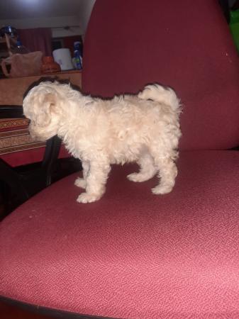 PERRITOS POODLE