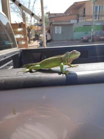 IGUANA VENDO O PERMUTO