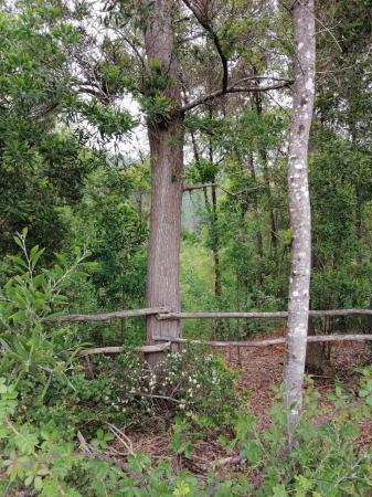 VENDO HERMOSO TERRENO CON  ARBOLES NATIVOS