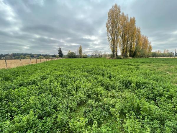 TERRENO 6.400 M2 COMPLETAMENTE PLANO.