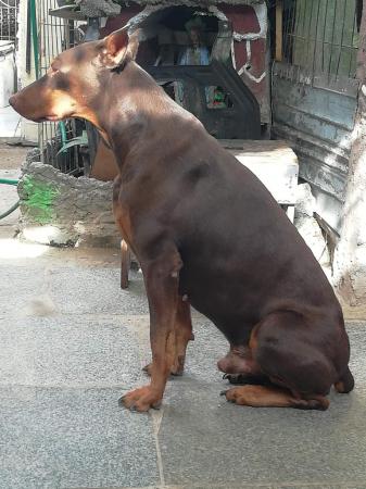 CACHORROS DOBERMAN