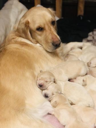 CACHORROS GOLDEN RETRIEVER 