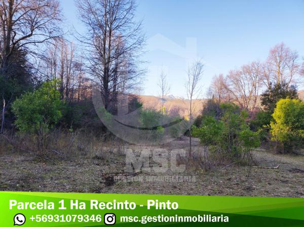 PARCELA 1 HA RECINTO - PINTO