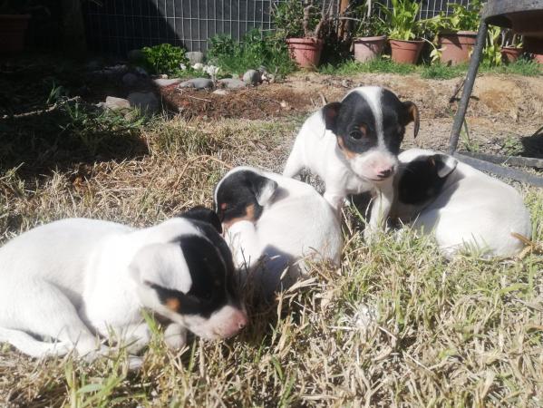 CACHORROS FOX TERRIER TOY 