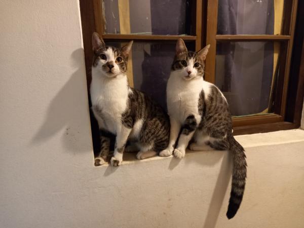 DOY EN ADOPCIÓN JUNTOS, HERMANOS GATITOS MACHO. 7 