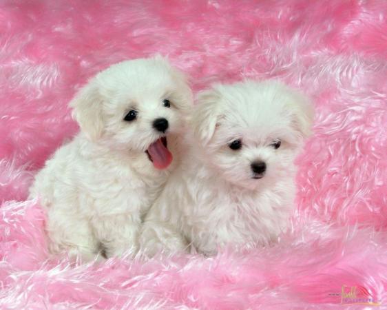 VENDO HERMOSA POODLE TOY CACHORRA 