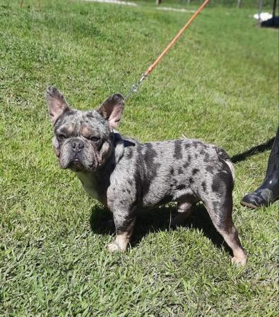 CACHORROS BULLDOG FRANCÉS 