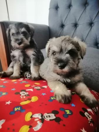 CACHORROS SCHNAUZER MINIATURA 