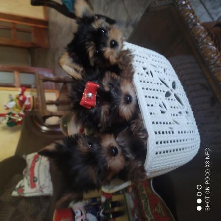 HERMOSOS CACHORRITOS YORKSHIRE TERRIER 