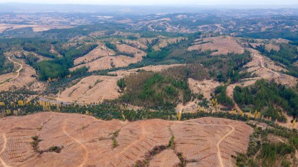 VENDE TERRENO FORESTAL (PORTEZUELO)
