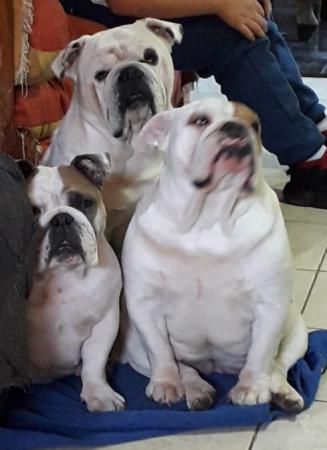 BULLDOG INGLES PAREJA