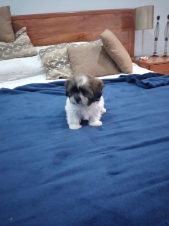 VENDO HERMOSO CACHORRO SHITZU