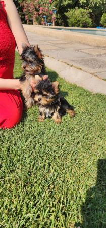 CACHORRITOS YORKSHIRE TERRIER 