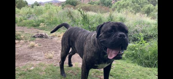 CANE-CORSO CACHORROS (MASTÍN ITALIANO)