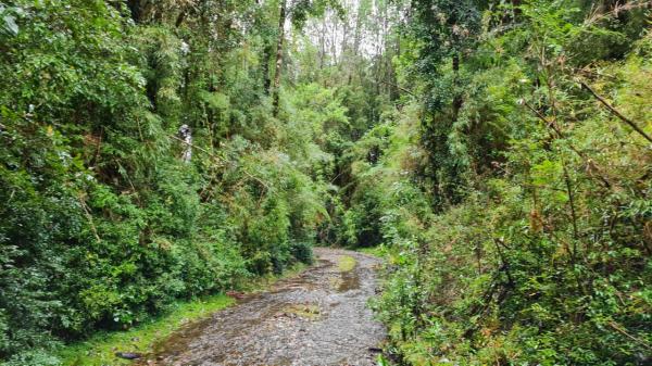 PARCELAS EN NATRI - CHILOÉ  