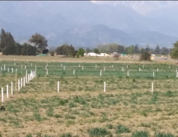 PERMUTO PARCELA EN RANCAGUA POR TERRENO EN IQUIQUE