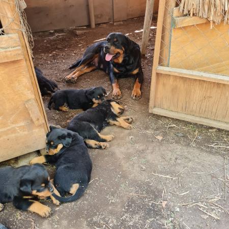 ROTTWEILER CACHORROS