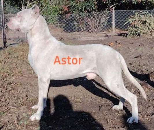 DOGO ARGENTINO BUSCA NOVIA  