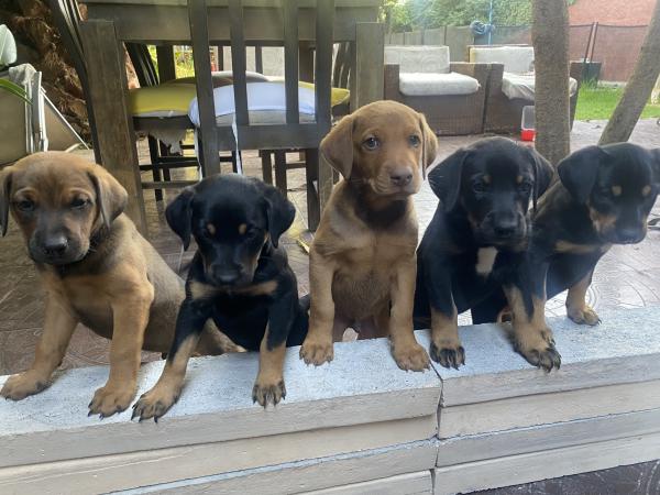 CACHORROS DOBERMAN