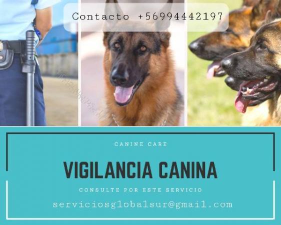 PERROS ADIESTRADOS DE SEGURIDAD