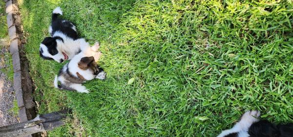 CACHORROS BORDER COLLIE INSCRITOS