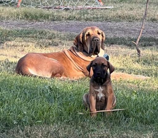 CACHORROS FILA BRASILEROS 