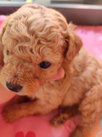 POODLE APRICOT 