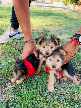 PEQUEÑOS CACHORROS YORKSHIRE