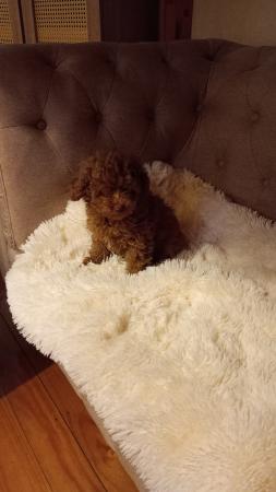 BELLO POODLE TOY ROJO 