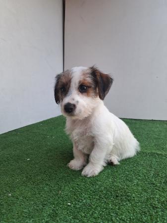 JACK RUSSELL TERRIER MACHO