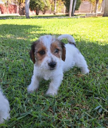 JACK RUSSELL TERRIER CACHORRITOS