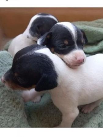 CACHORROS FOX TERRIER TOY 