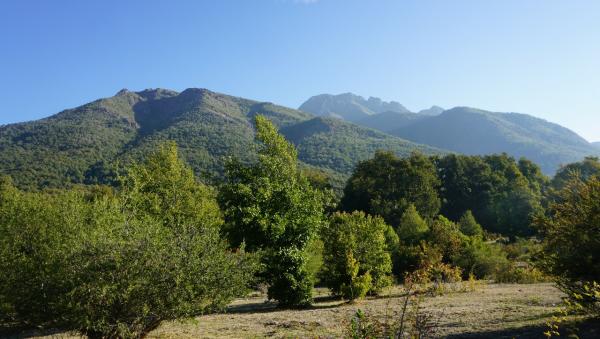 CAMPO 22 HA,ROL PROPIO, PELUCA