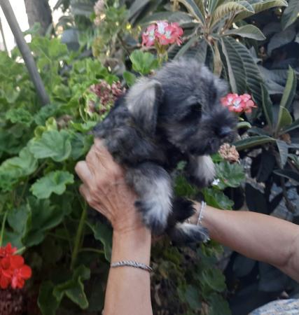 CACHORROS SCHNAUZER MINIATURA INSCRITOS