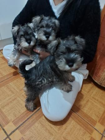 CACHORROS SCHNAUZER MINIATURA INSCRITOS