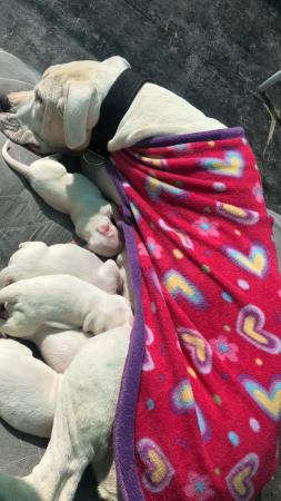 CACHORROS DOGO ARGENTINO 